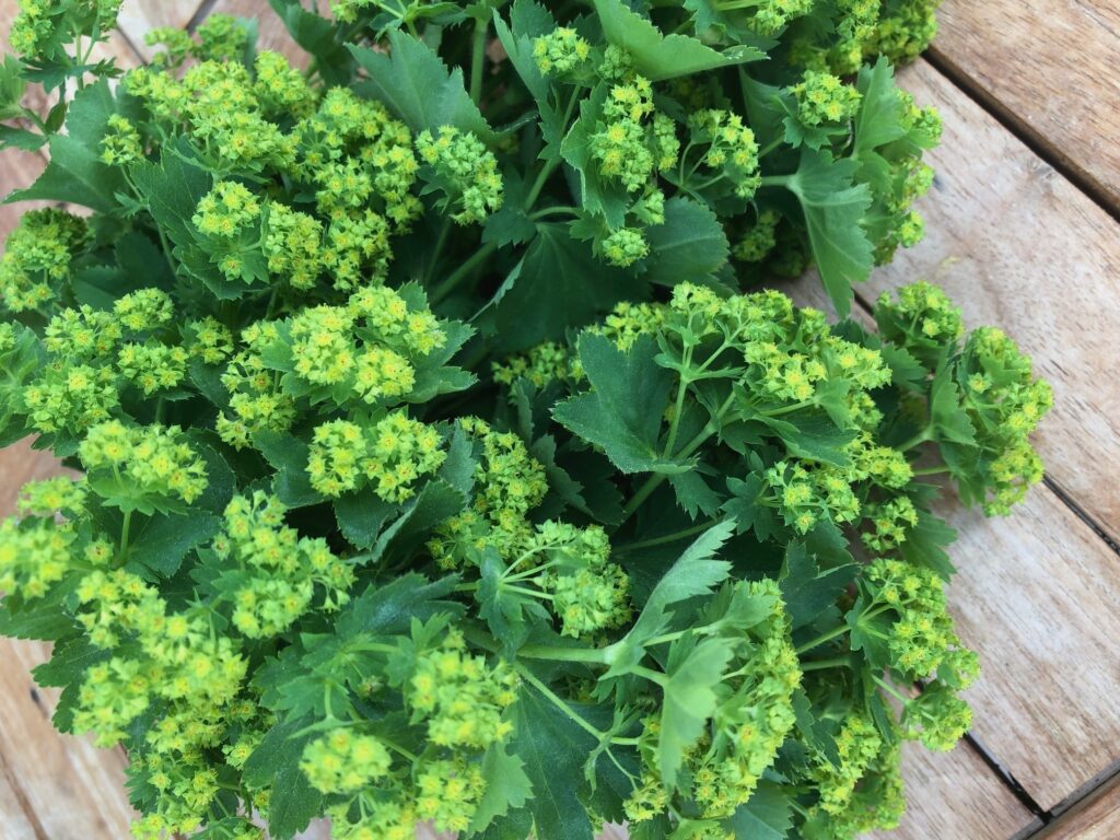 FrauenKraft 3 2025 HeilpraktikerPRAXIS Frauen_Naturheilkunde