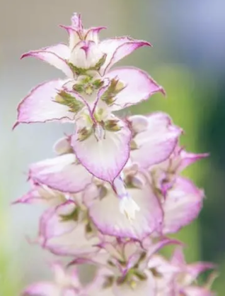 muskatellasalbei blueten HeilpraktikerPRAXIS Frauen_Naturheilkunde