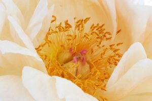 Bluete weiss gold web HeilpraktikerPRAXIS Frauen_Naturheilkunde