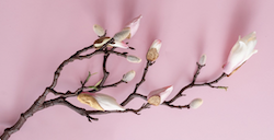 Magnolie RosaHintergrund web HeilpraktikerPRAXIS Frauen_Naturheilkunde