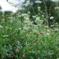 wilde_moehre_rotklee